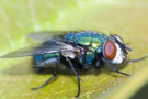 INIA La Estanzuela investigará modificación del ADN de la mosca de la bichera
