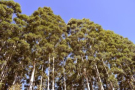 Comisiones vecinales piden guarda forestal