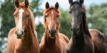 Recomendaciones ante sospecha de casos de encefalitis equina