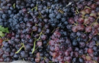 Sociedad de Viticultores de Carmelo pide aumento de precio de la uva