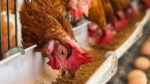 Récord de exportación de carne aviar este año