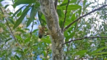 Investigadores detectan toxina que causa enfermedad en las abejas