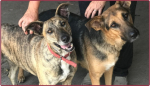 El Grupo Ayuda Animales Valdense abrumado por el incremento de animales abandonados