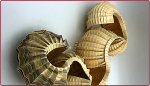 Colonia. Museo del Origami cerrado temporariamente, ofrece un curso dirigido a docentes sobre origami y geometría.
