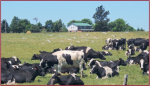 Arrendamiento de tierra: en Colonia en el primer semestre se concretaron 103 contratos por USD 2.261.000 