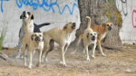 Comenzó en Salto programa de control de población canina