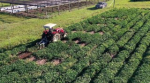 INIA desarrolla variedades de boniatos con buen aporte nutricional y conservación