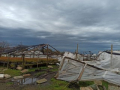 Emergencia agropecuaria para granjas tras turbonada en Paysandú