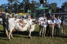 Esperanza Quebrada Gran Campeona Normando y ganadora del concurso lechero
