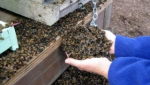 Preocupa mortandad de abejas