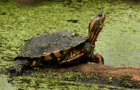 Bioparque Fray Bentos busca acondicionar área para tortugas 