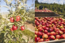 Muy buen resultado de la variedad de manzana Yvyrá creada en Progreso