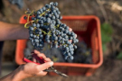 14 de abril Día del Tannat, cepa insignia del Uruguay