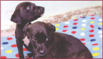 Mascotas. Lo que no debes dar de comer a tu perro y quizás lo estás haciendo.