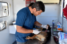 1013 castraciones gratuitas de canes en cuatro meses