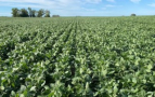 Colonia tercer productor de soja con el 12,6%