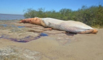 Artilleros: hallazgo de ballena azul de 15 metros sin vida Primer ejemplar avistado en una centuria 