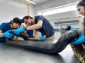 6ª anaconda rescatada en el puerto de Nueva Palmira