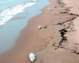 Hallazgo de peces muertos en la costa de Colonia inquieta a vecinos y moviliza a autoridades de Intendencia y Prefectura 