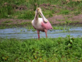 Ronald Manzolido: avistamiento de aves en El Ensueño. Entre el encanto y la defensa del hábitat natural