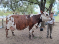 Cabaña La Esperanza. Esperanza Recompensa Gran Campeona en Expo Durazno