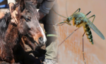 Se considera controlada la encefalomielitis equina