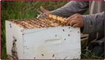 Constatan gran mortandad de abejas en plantaciones de soja