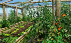 Equipo de FAO visitó huerta de mujeres del INR Tacuarembó