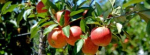 INIA invita a degustar frutas y frutos nativos 