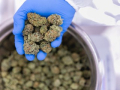 En Zona Franca Colonia producen primeras flores medicinales cannábicas registradas en el MSP
