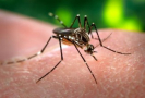 10 casos de dengue en Colonia Incremento de casos en Uruguay y en la región genera alarma en la población.