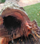 Palmera infectada por picudo rojo fue removida de parque Ferrando por la Dirección de Higiene