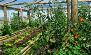 Huerta de mujeres