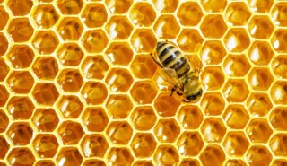 Abeja en panal